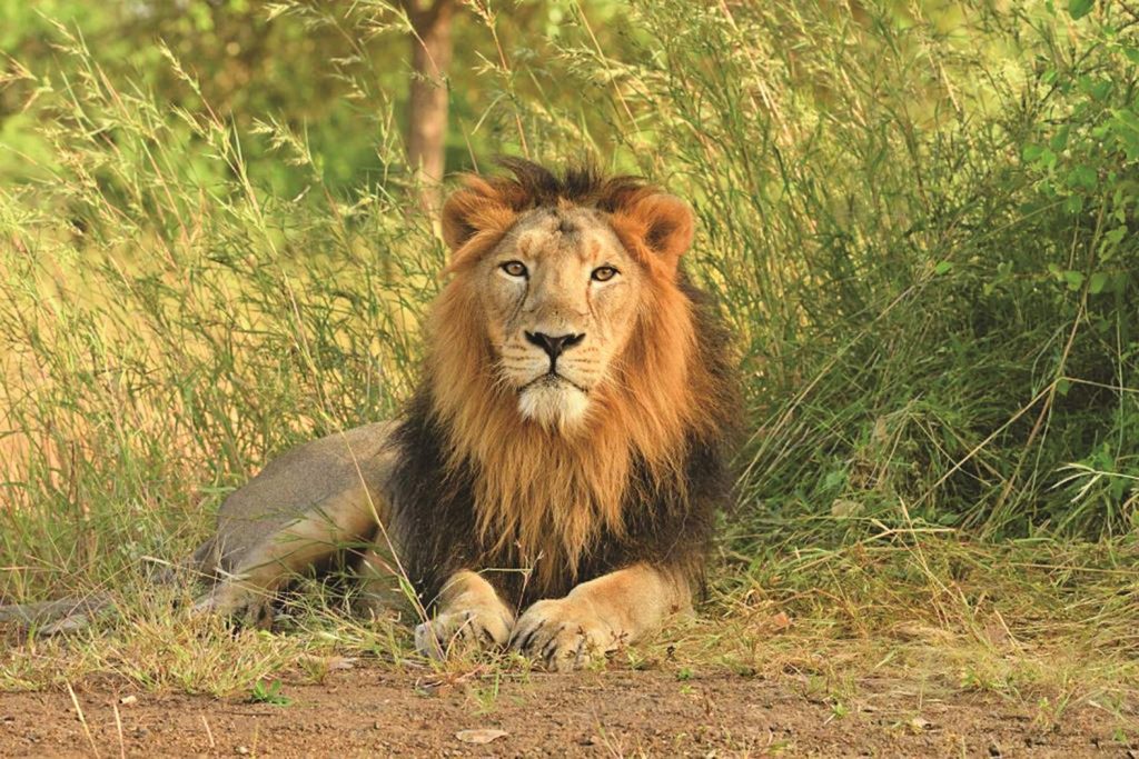 प्रोजेक्ट लायन और IUCN ग्रीन स्टेटस ऑफ़ स्पीशीज (PROJECT LION AND IUCN GREEN STATUS OF SPECIES)