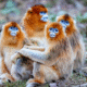 golden-snub-nose-monkeys